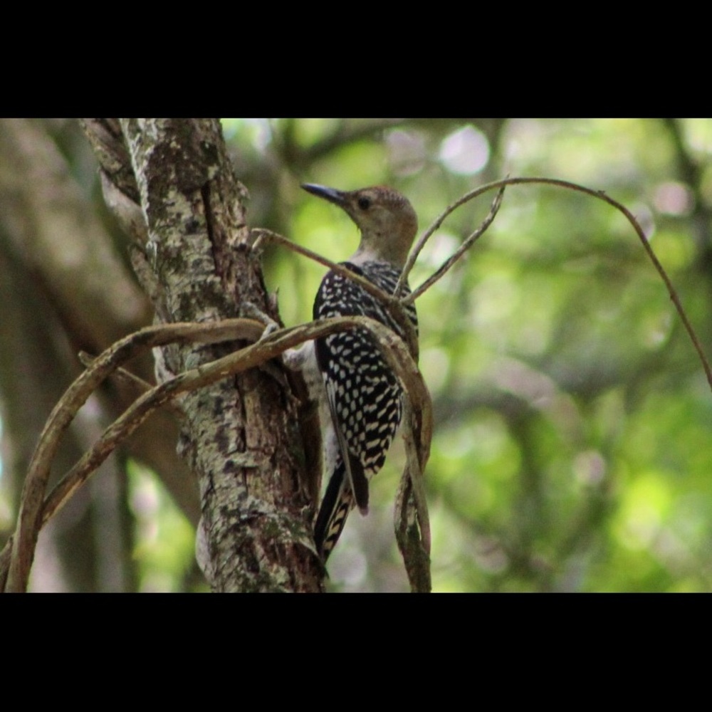 🛑STOP THE SCAMS!  PLEASE READ!!!🛑 - Picture 11 of 12